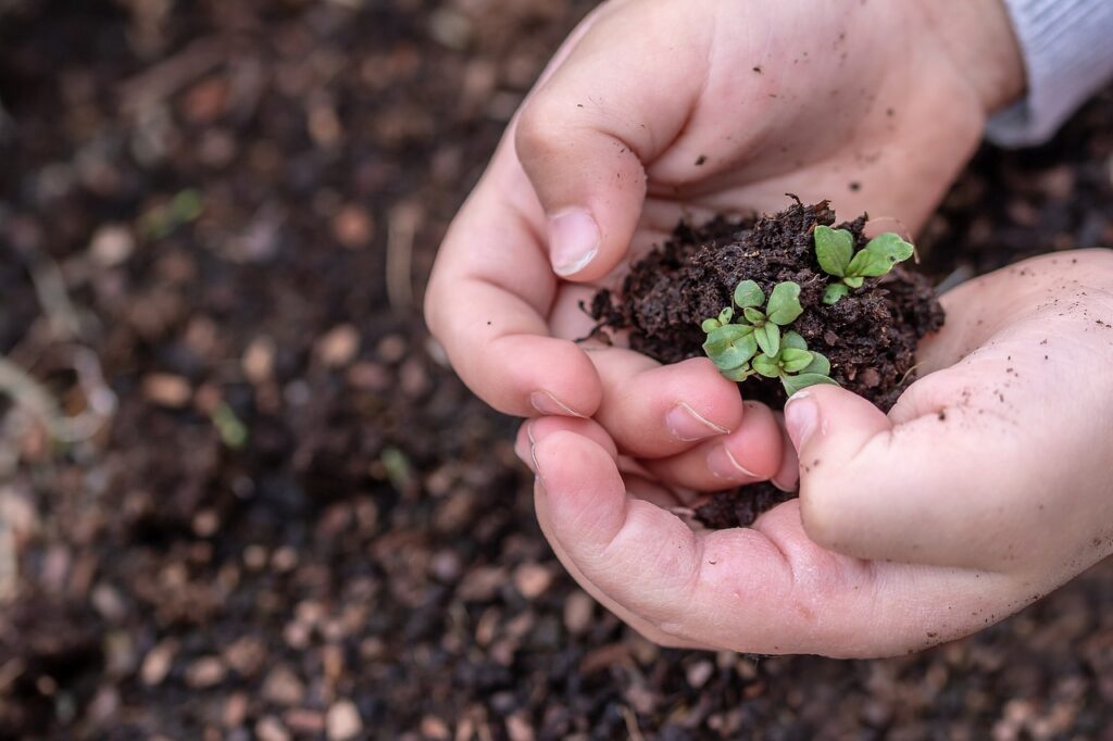 seedlings, seed, children's hands-3448883.jpg