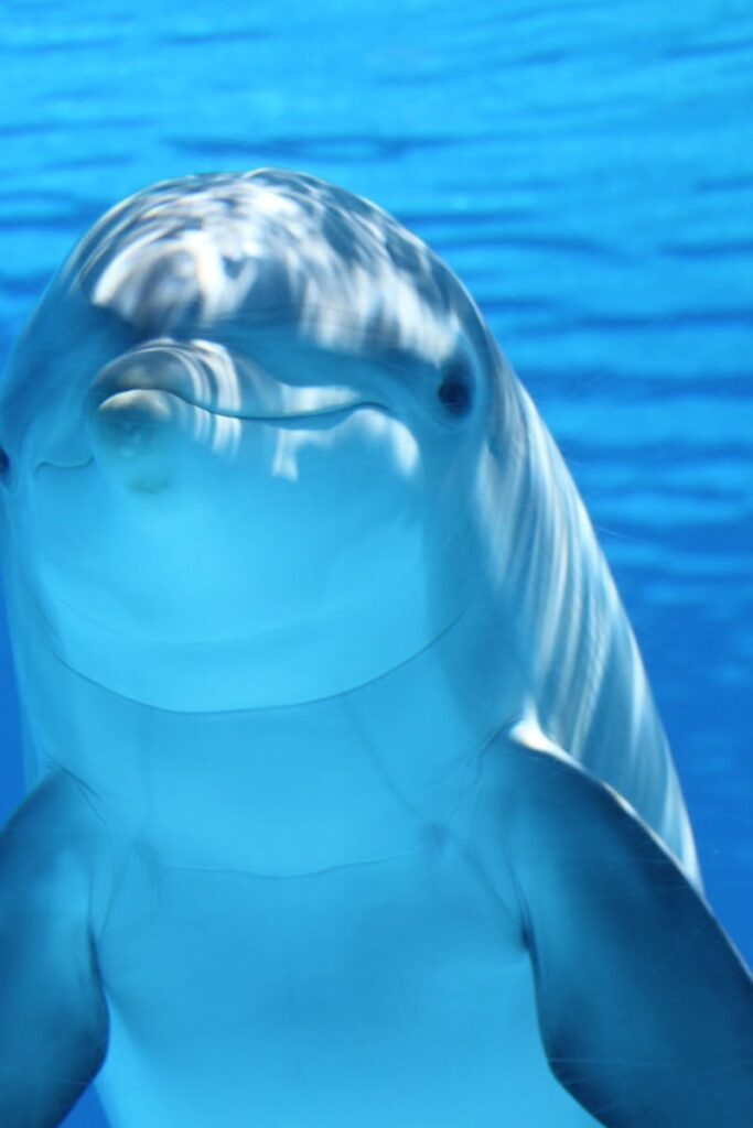 A captivating underwater shot of a dolphin swimming in clear blue water.