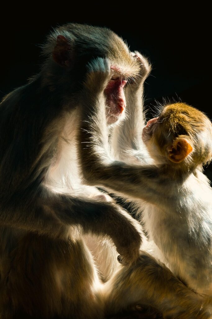 monkey, primates, animal world, maternal love, nature, animals, wildlife
