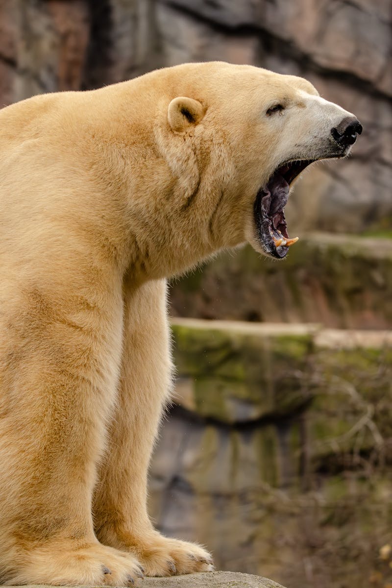 Vertical shot of a polar bear roaring on rocks, showcasing its powerful teeth.