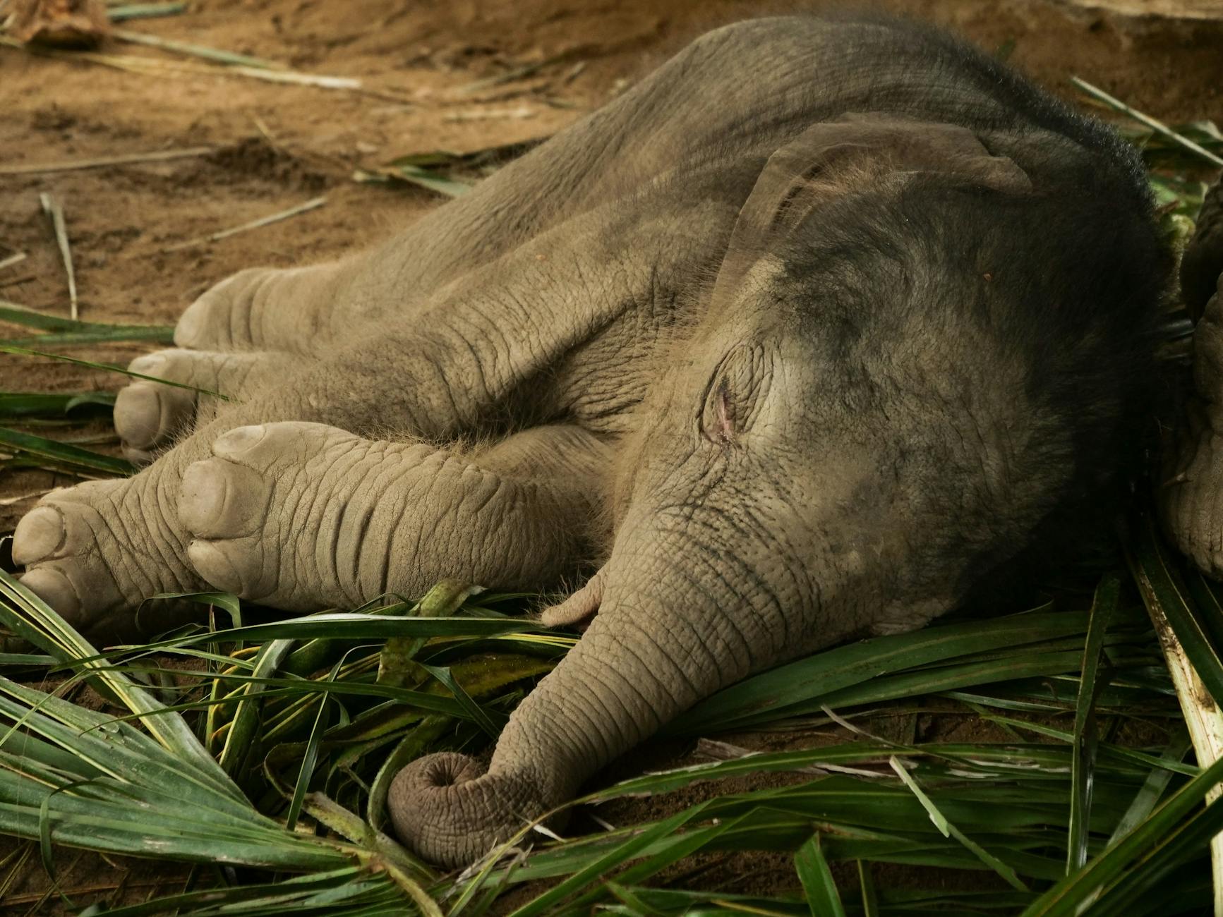 A cute sleeping baby Asian elephant resting on green foliage in Thailand.