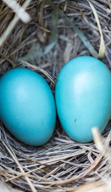bird, eggs, nest-1541297.jpg